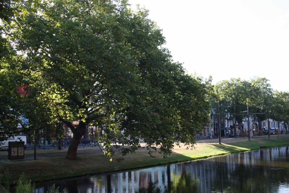 Openbaar groen met water en bomen in Rotterdam