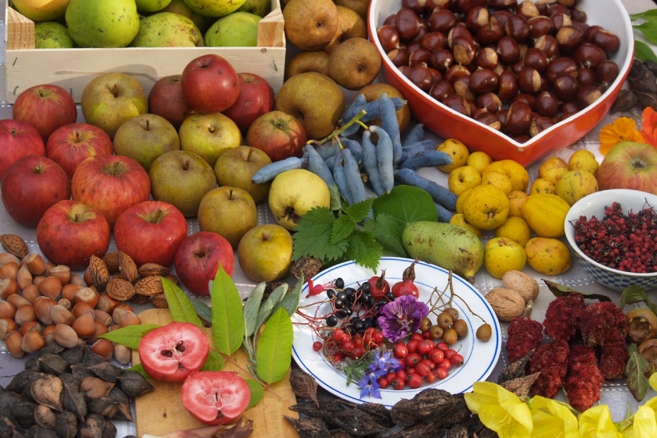 Oogst in overvloed in Voedselbos Ketelbroek Oogst in overvloed in Voedselbos Ketelbroek