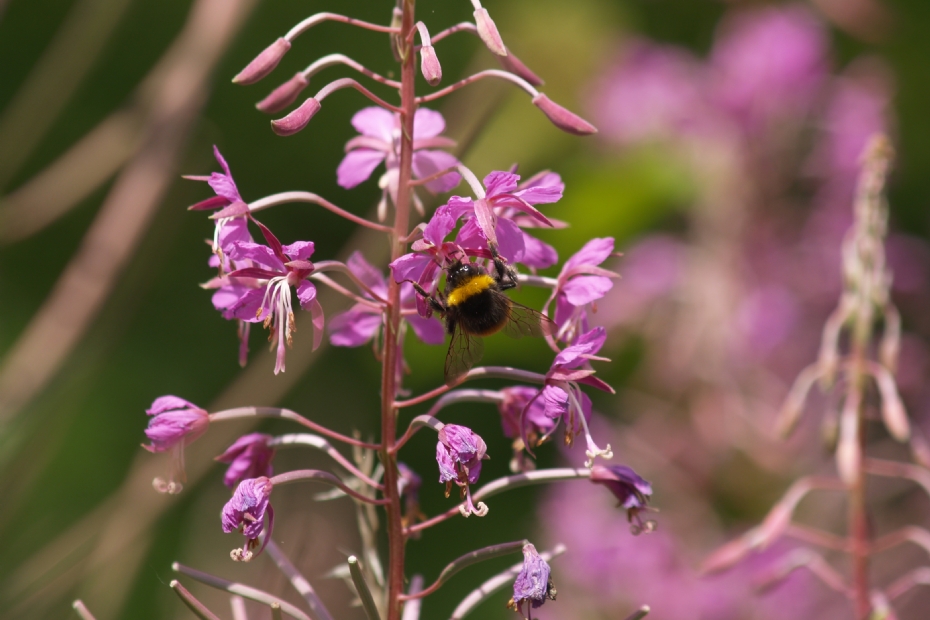 Veldhommel op wilgenroosje in Voedselbos Ketelbroek Veldhommel op wilgenroosje in Voedselbos Ketelbroek