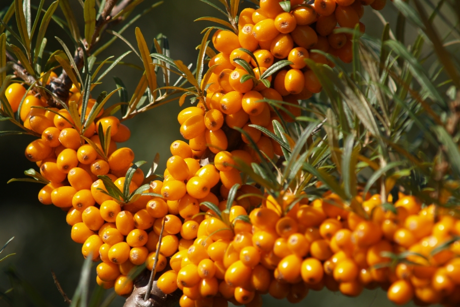 Duindoorn in Voedselbos Ketelbroek Duindoorn in Voedselbos Ketelbroek
