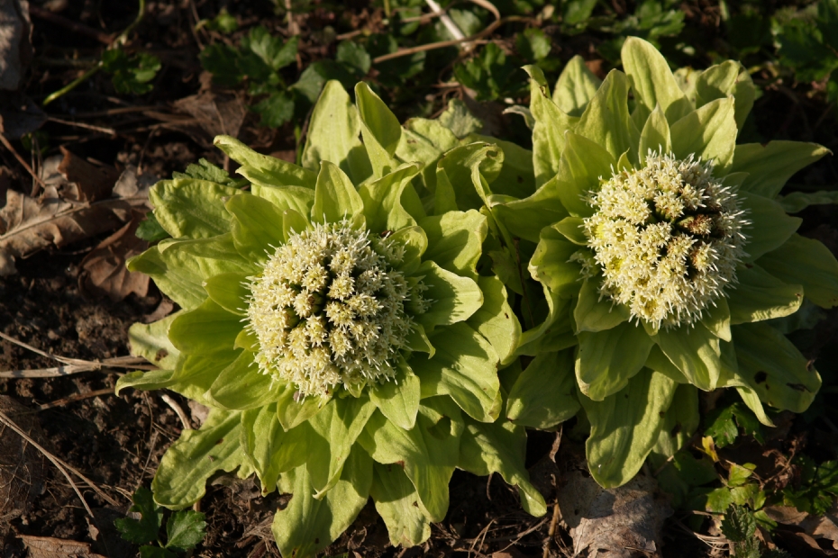 Japans hoefblad (Petasites japonicus) in bloei, Voedselbos Ketelbroek Japans hoefblad (Petasites japonicus) in bloei, Voedselbos Ketelbroek