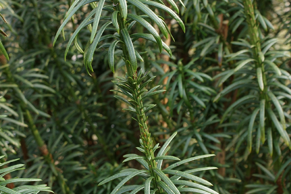<i>Cephalotaxus harringtonii</i> 'Fastigiata' <i>Cephalotaxus harringtonii</i> 'Fastigiata'