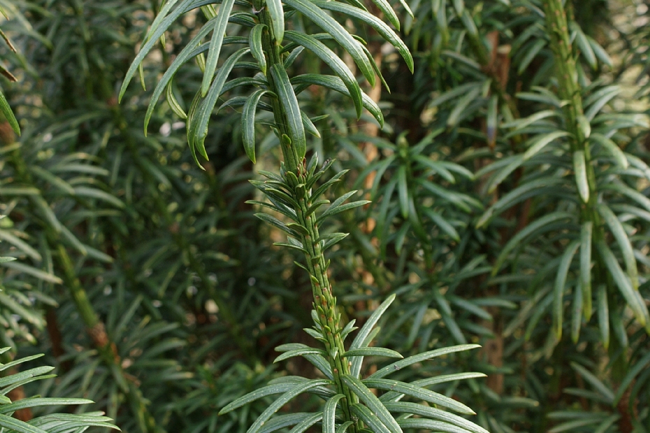 <i>Cephalotaxus harringtonii</i> 'Fastigiata'