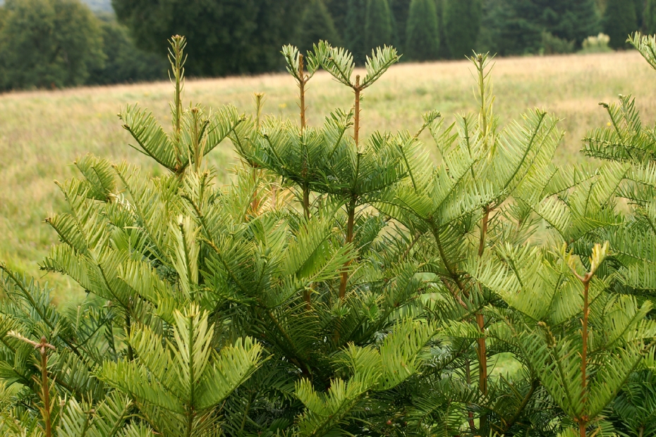 <i>Cephalotaxus harringtonii</i> 'Sphaeralis'