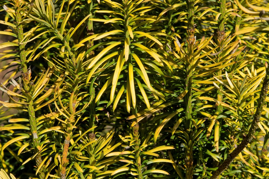 <i>Cephalotaxus harringtonii</i> 'Korean Gold'