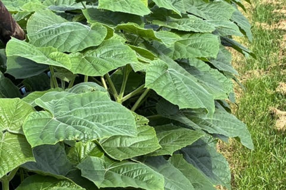 De teelt van <i>Paulownia</i> levert veel <i>carbon credits</i> op