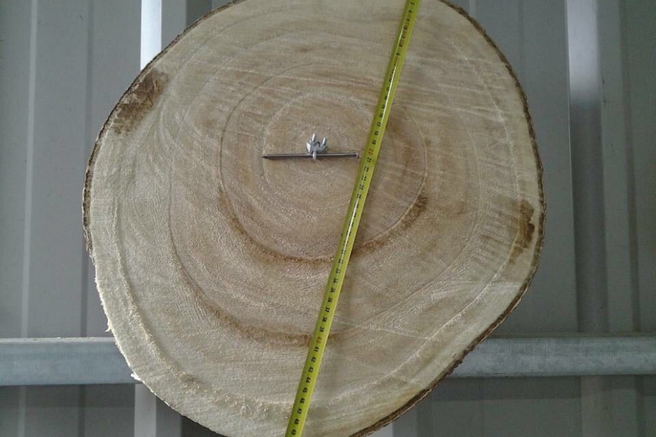 Hout van <i>Paulownia</i> is heel geschikt voor biobased bouwen Hout van <i>Paulownia</i> is heel geschikt voor biobased bouwen