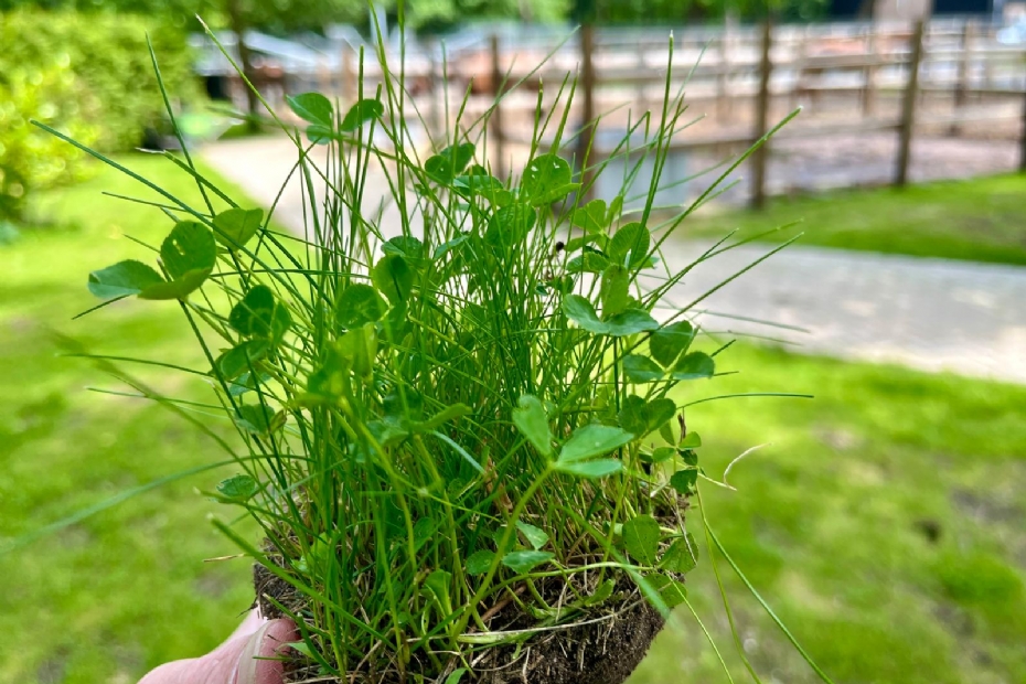 EUROMIC microclaver van DSV zaden EUROMIC microclaver van DSV zaden