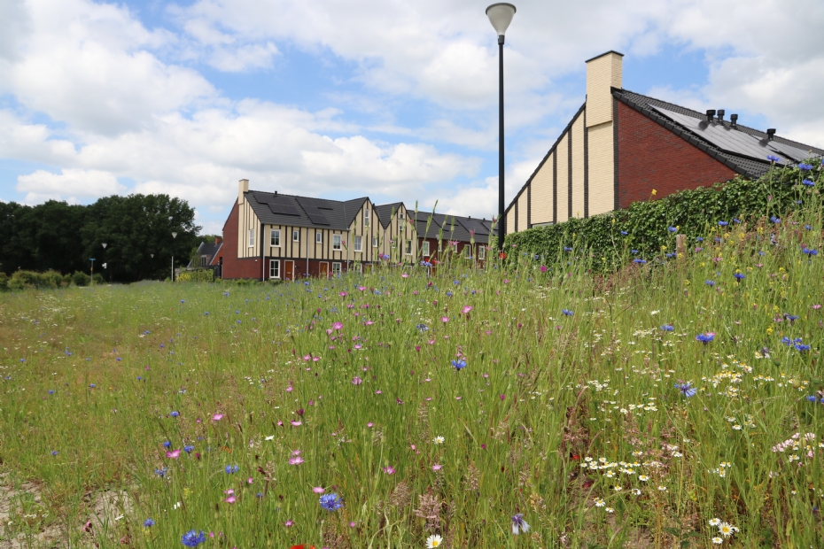 Wilde bloemen in wadi's en retentievijvers Wilde bloemen in wadi's en retentievijvers