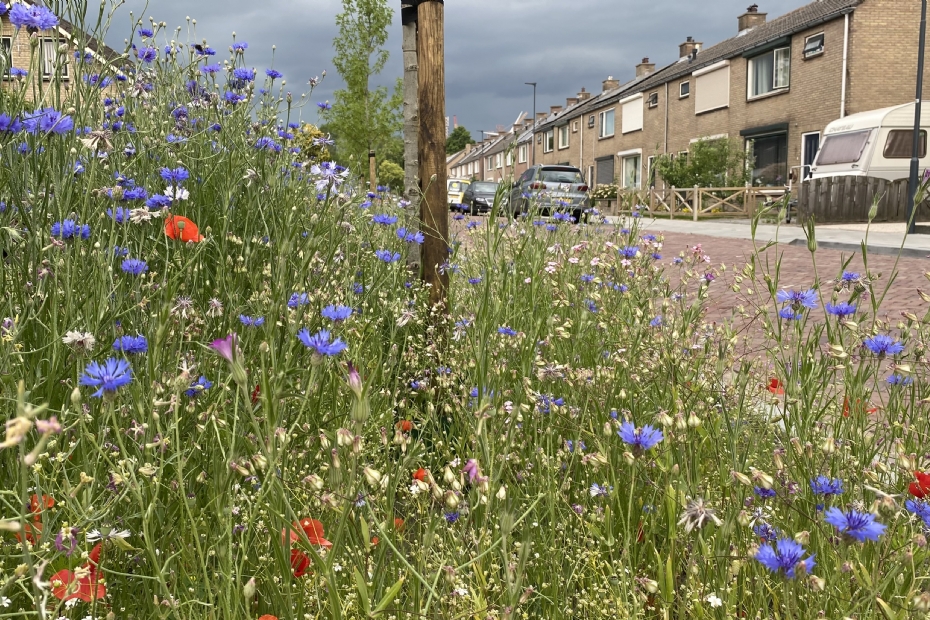 Veldbloemen in de bebouwde kom Veldbloemen in de bebouwde kom