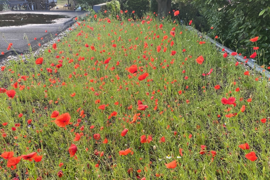 Nog een dakbloemenweide in Maastricht Nog een dakbloemenweide in Maastricht