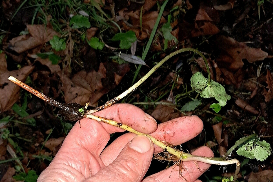 Detail bevriezing grote waternavel