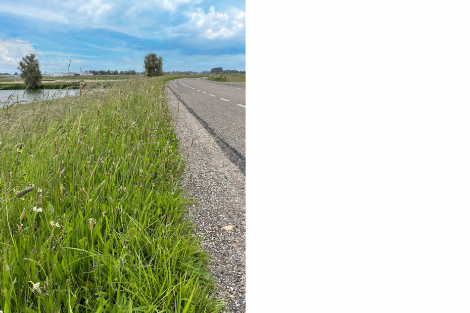 De Nederlandse bermen kunnen zeker ook wat ClimateSmart gebruiken. EUROGRASS BermenDivers behoeft weinig onderhoud en is in de bloeiperiode extra aanlokkelijk voor bijen en vlinders De Nederlandse bermen kunnen zeker ook wat ClimateSmart gebruiken. EUROGRASS BermenDivers behoeft weinig onderhoud en is in de bloeiperiode extra aanlokkelijk voor bijen en vlinders