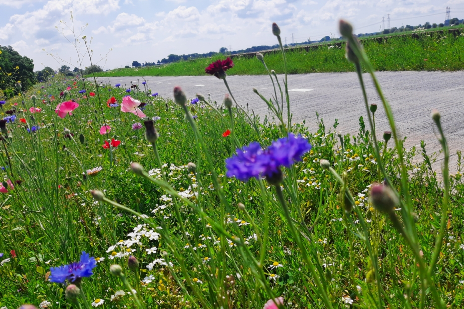 EUROGRASS Dijken Basis Gras (DBG), op de foto gemengd met een bloeimengsel, is een mooi voorbeeld van een mengsel dat zorgt voor verbetering van biodiversiteit en verfraaiing van het landschap EUROGRASS Dijken Basis Gras (DBG), op de foto gemengd met een bloeimengsel, is een mooi voorbeeld van een mengsel dat zorgt voor verbetering van biodiversiteit en verfraaiing van het landschap