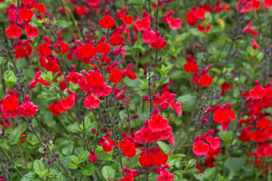 <i>Salvia</i> 'Royal Bumble'