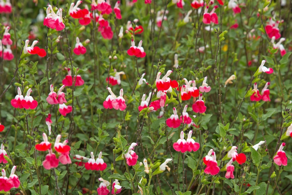 <i>Salvia</i> 'Hot Lips'