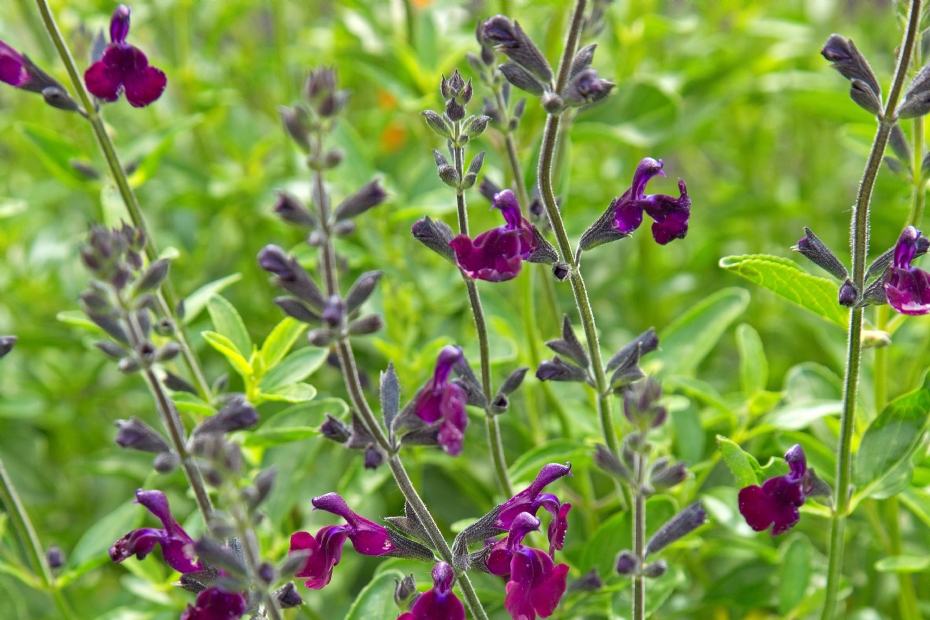 <i>Salvia</i> 'Nachtvlinder'