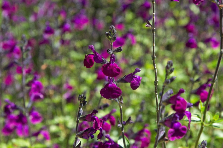 <i>Salvia</i> 'Christine Yeo'