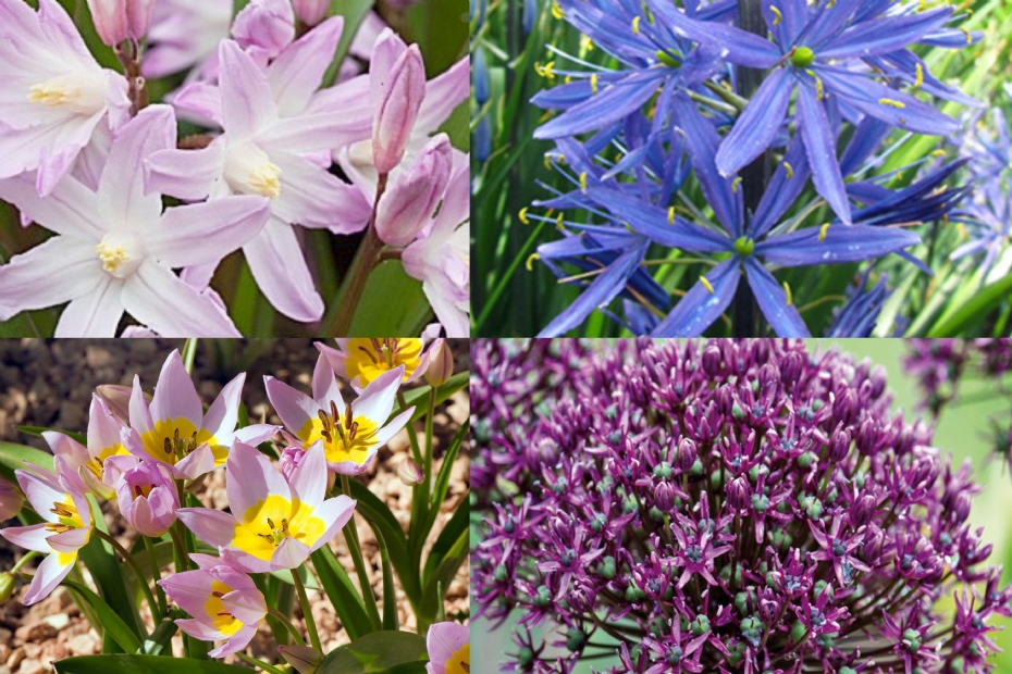 Met de klok mee van linksonder naar rechtsonder: 1) Tulipa saxatilis Bio, 2) Chiondoxa Forbesii Pink Giant, 3) Camassia leichtlinii Caerulea, 4) Allium Miami