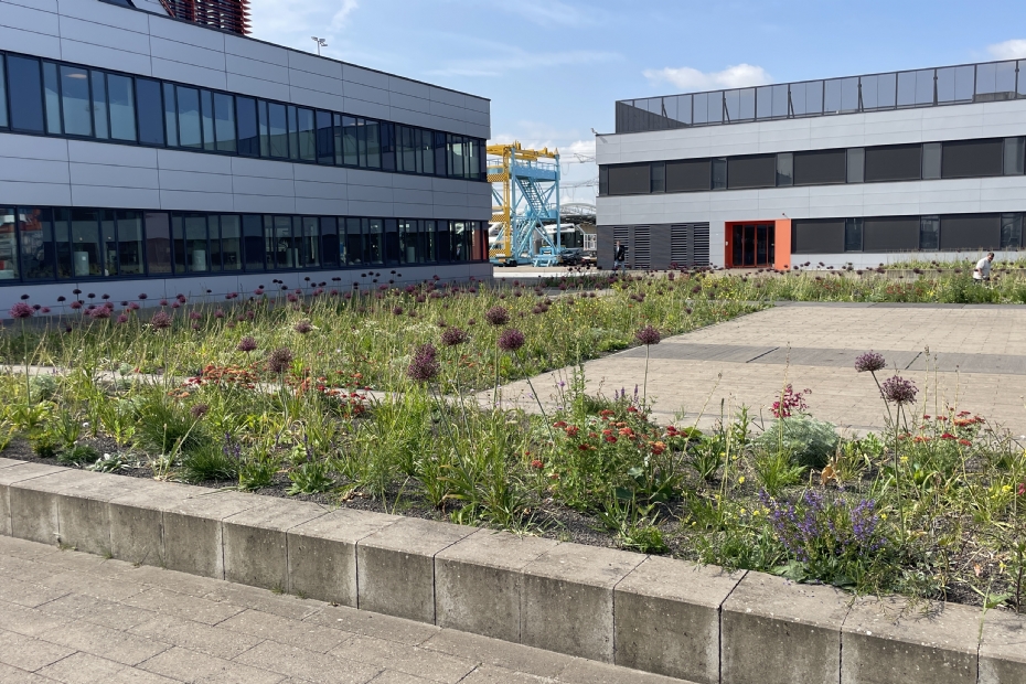 De bloembollen zijn in acht grote verhoogde plantvakken verwerkt.
