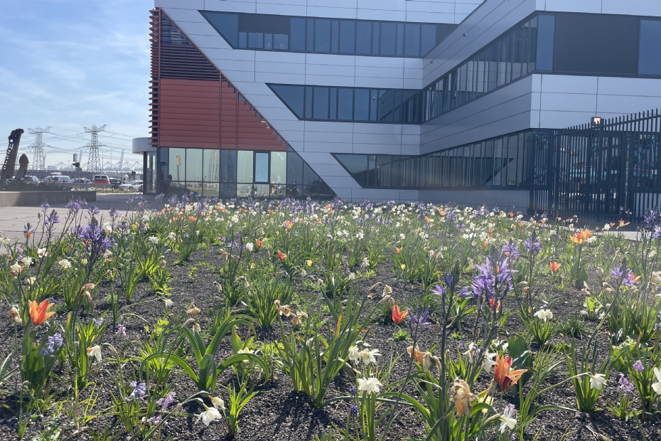 Na de laatste bloei van de bloembollen neemt de prairiebeplanting het over. Dan ontstaat er weer een heel ander beeld.