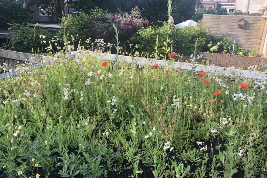 Foto: © Dakbloemenweide BV – gerealiseerde dakbloemenweide in Zwolle