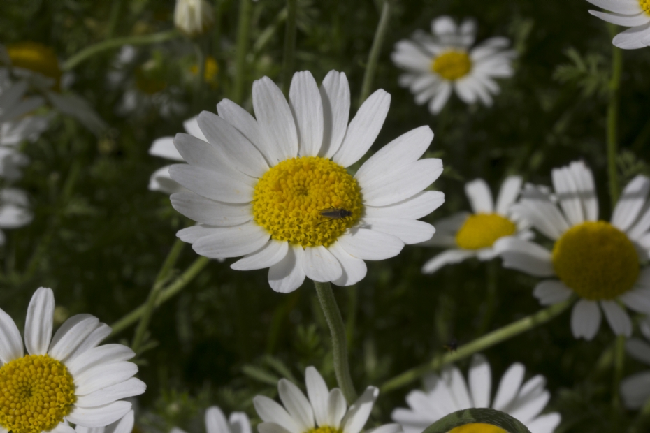 Zo wijkt een margrietje uit Zuid-Frankrijk genetisch af van een margrietje uit Drenthe.