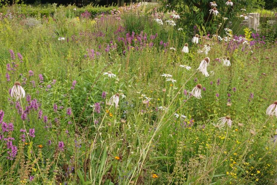 Gebruikers van Wildissimo melden volgens Terpstra een duidelijke toename van insectenrijkdom en biodiversiteit