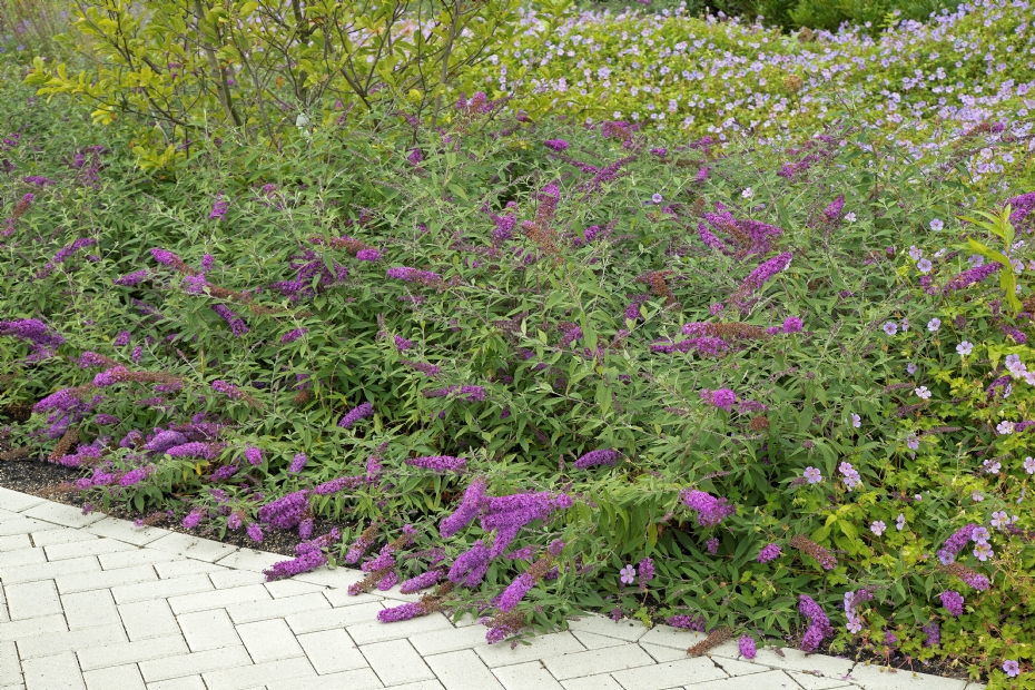 Buddleja Free Petite Dark Pink (Podaras 10) Buddleja Free Petite Dark Pink (Podaras 10)