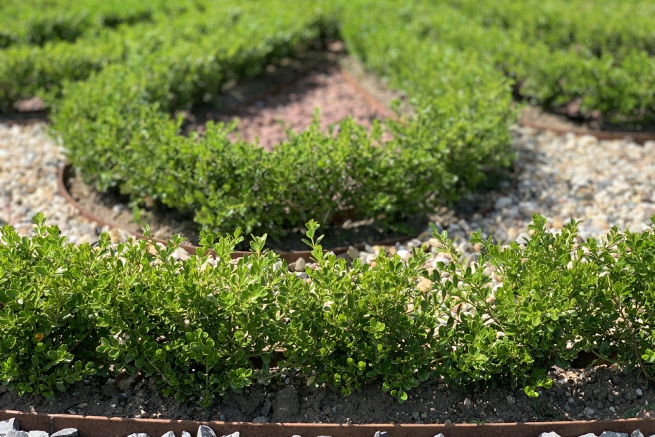 Buxus in paleistuinen 't Loo