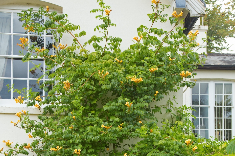 Campsis radicans Flava