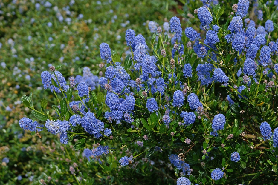 Ceanothus impressus Victoria Ceanothus impressus Victoria