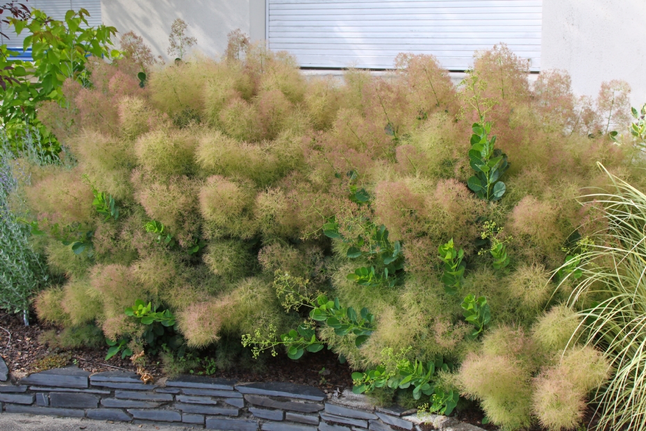 Cotinus coggygria Young Lady Cotinus coggygria Young Lady