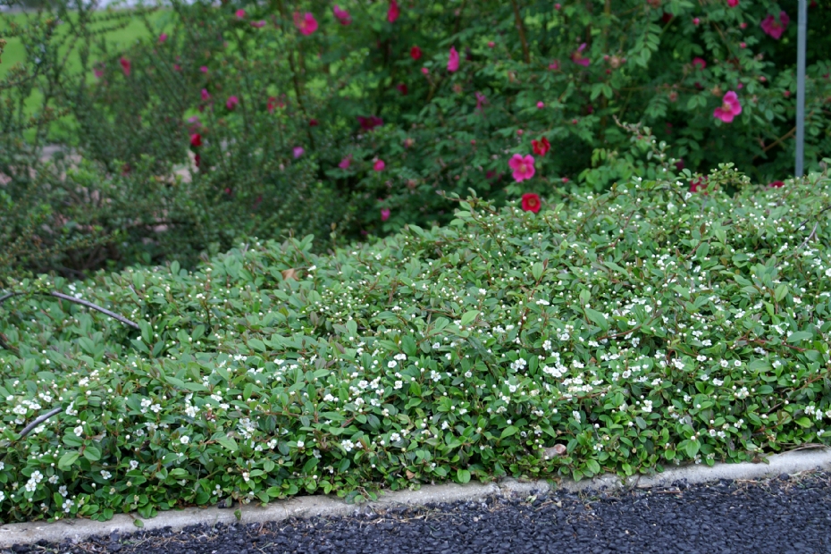 Cotoneaster dammeri Mooncreeper Cotoneaster dammeri Mooncreeper