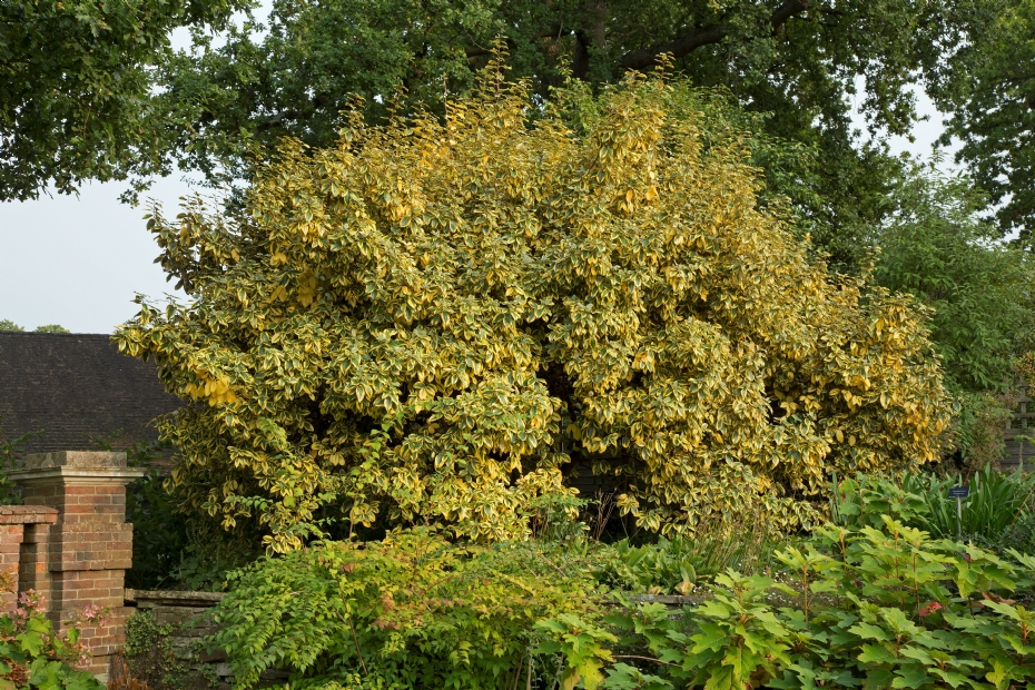 Elaeagnus ebbingei Gilt Edge Elaeagnus ebbingei Gilt Edge