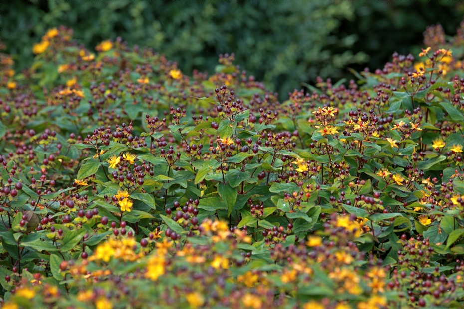 Hypericum inodorum Black Gem (Kolmuni) Hypericum inodorum Black Gem (Kolmuni)