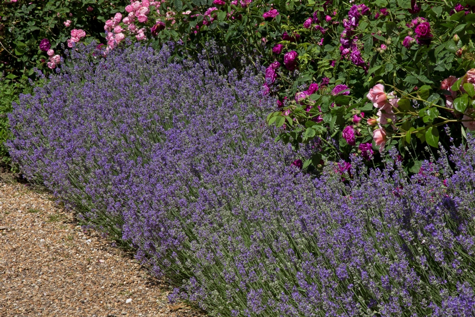 Lavandula angustifolia Twickel Purple Lavandula angustifolia Twickel Purple