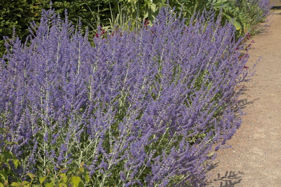 Perovskia Blue Spire