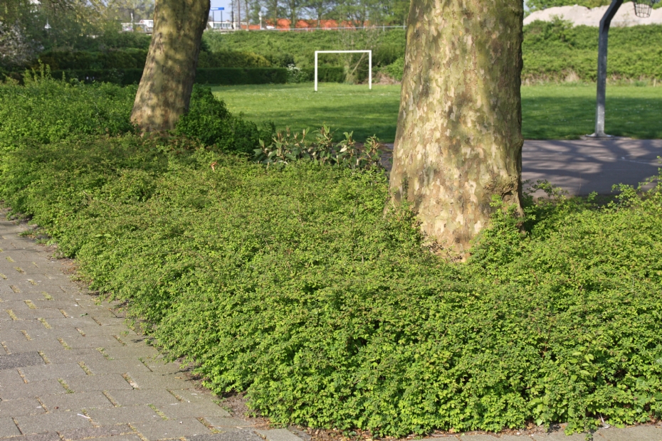 Symphoricarpos chenaultii Hancock