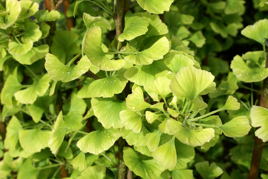 Ginkgo biloba Beijing Gold