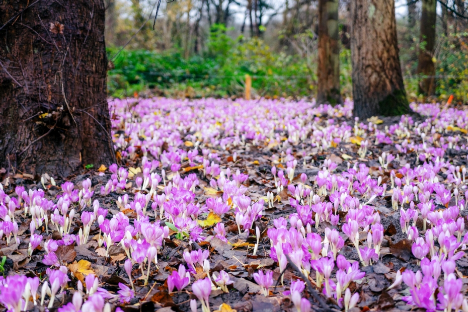Seizoenlang kleur: herfst Seizoenlang kleur: herfst