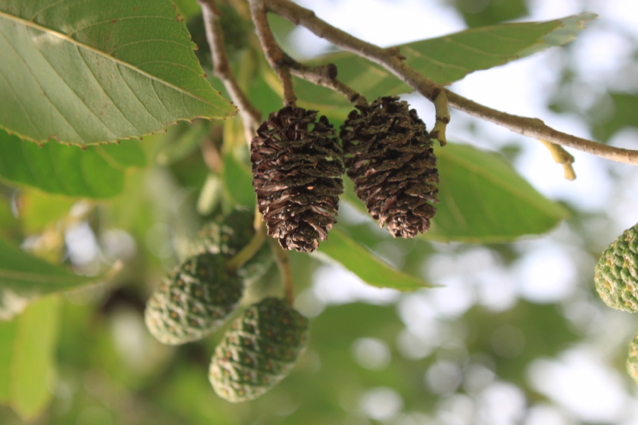 <i>Alnus x spaethii</i> 'Spaeth', vruchten <i>Alnus x spaethii</i> 'Spaeth', vruchten