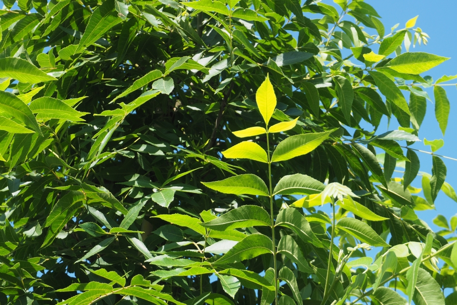 <i>Carya illioniensis</i>, blad