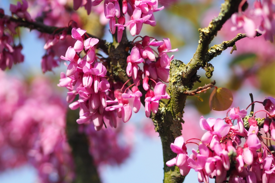 <i>Cercis siliquastrum</i> in bloei