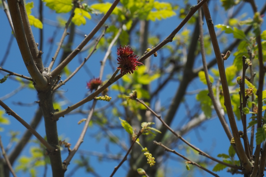 <i>Quercus cerris</i> 'Marvellous', bloem <i>Quercus cerris</i> 'Marvellous', bloem