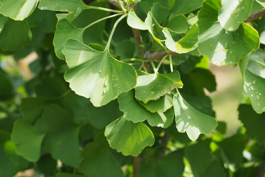 <i>Ginkgo biloba</i> 'Obelisk', blad <i>Ginkgo biloba</i> 'Obelisk', blad