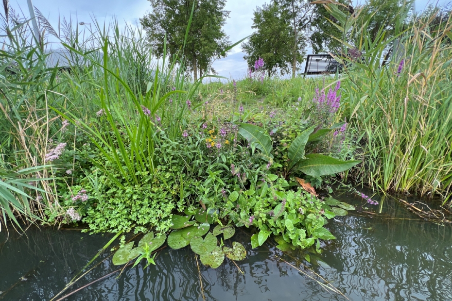 De beplanting is inmiddels zó goed aangeslagen dat de eco-schanskorven niet meer te zien zijn. De beplanting is inmiddels zó goed aangeslagen dat de eco-schanskorven niet meer te zien zijn.