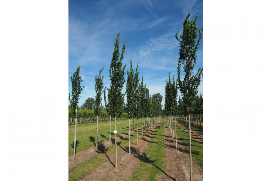 <i>Ulmus</i> 'Columella'