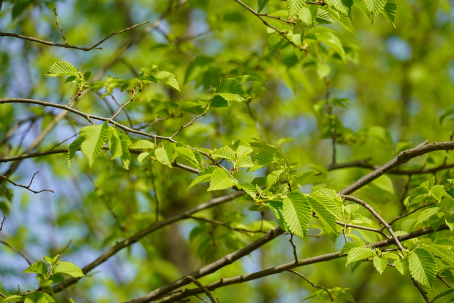 <i>Ulmus</i> 'San Zanobi' <i>Ulmus</i> 'San Zanobi'