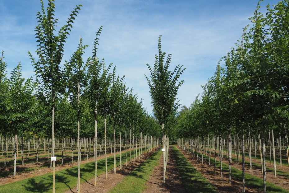 <i>Ulmus</i> 'Wanoux' (Vada)